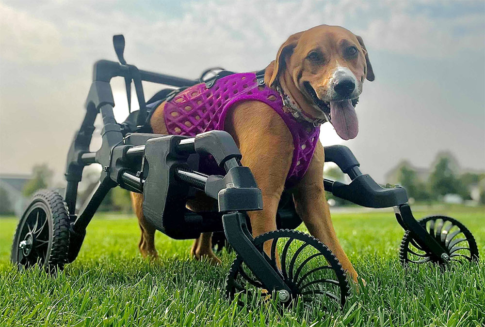 Braskem and DiveDesign develop custom 3D printed K9 quad cart for rescue dog Wobbly Hannah