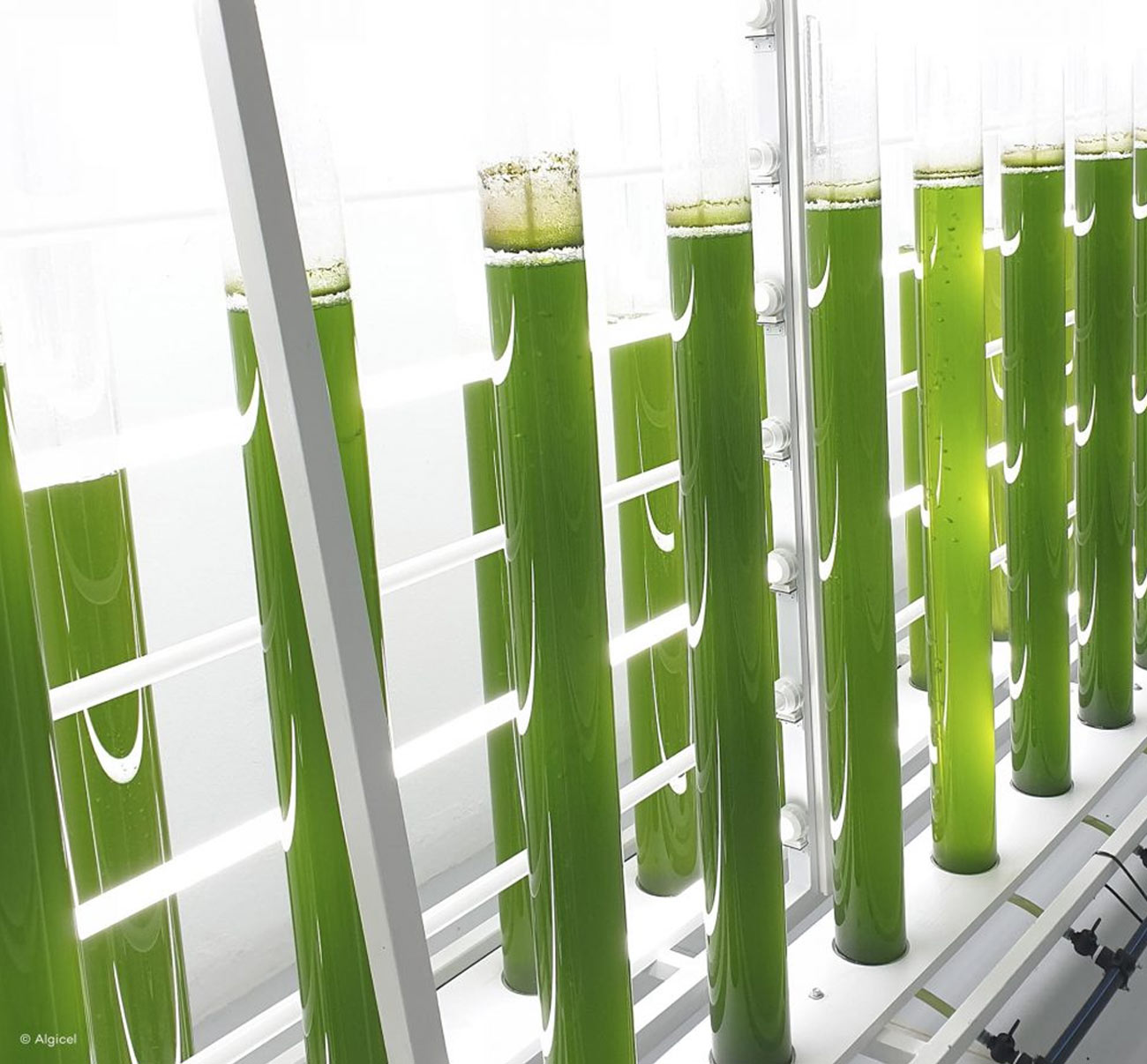 multiple acrylic tubes filled with cultivated micro-algae