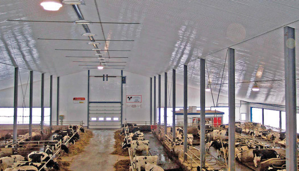 AG-TUF PVC liner panels in a dairy farm filled with cows