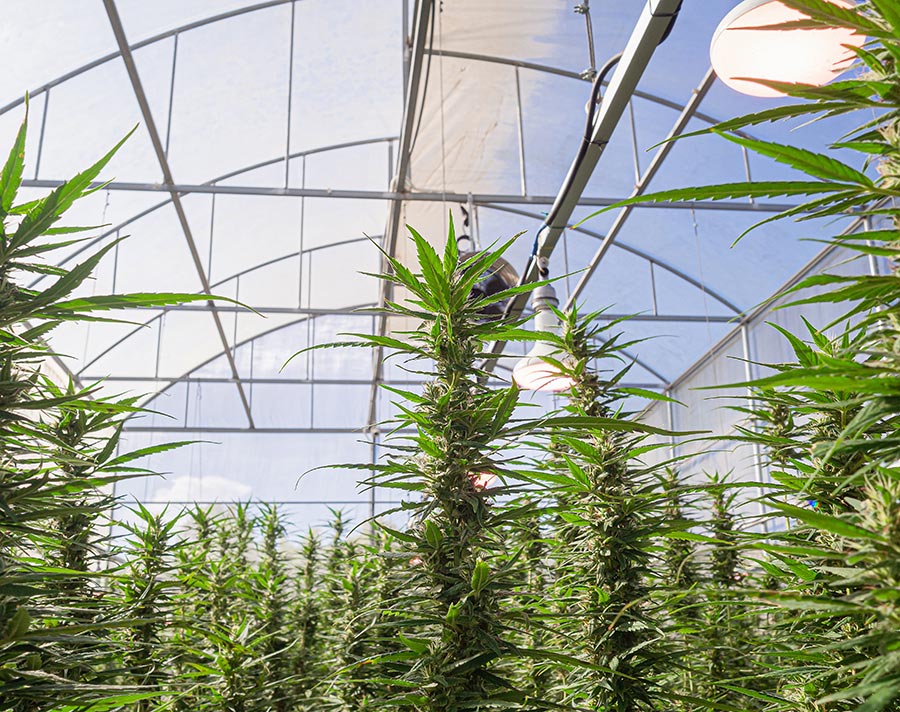 Interior view of the cannabis industry creating tremendous opportunity to sell polycarbonate sheets to be used in greenhouses.