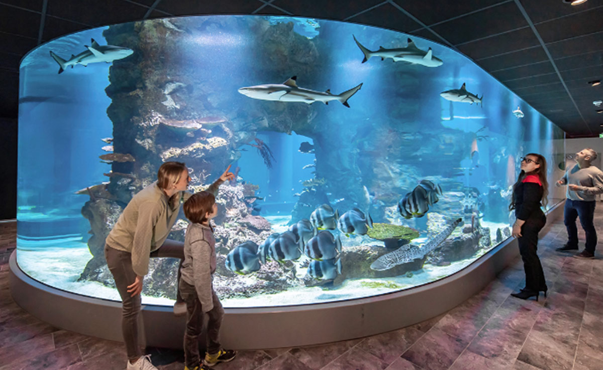 360° shark aquarium at the Haus des Meeres aquatic zoo